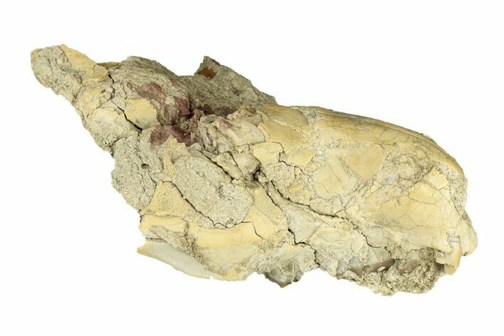 Partial Oreodont (Merycoidodon) Upper Skull - South Dakota #270139